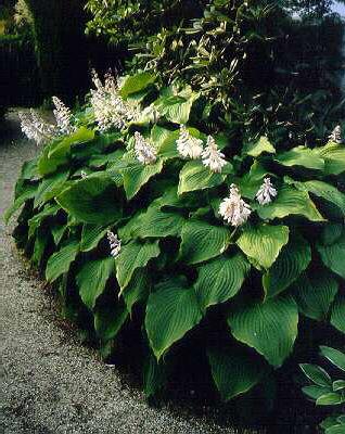 Hosta elata