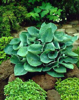 Hosta fortnei shar