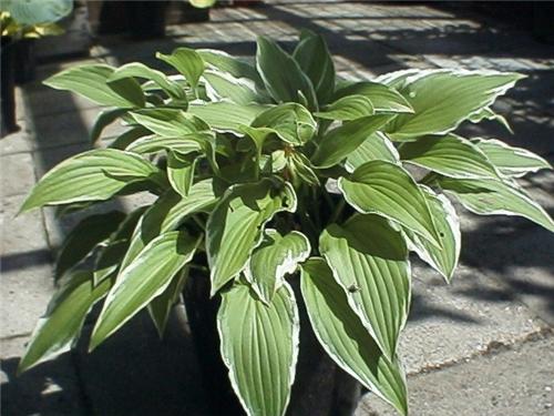 Hosta fortunei Moe