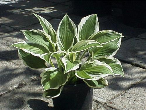 Hosta fortunei Pat