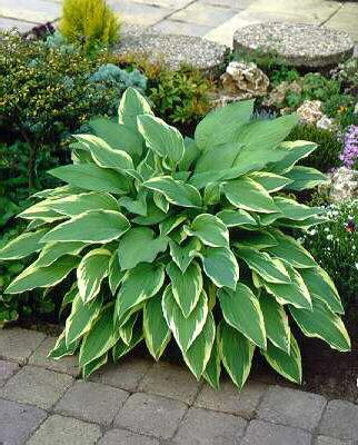 Hosta fortunei ant