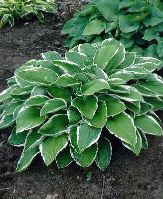 Hosta fortunei fra