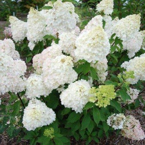 Hydrangea pan. -Diamantino-