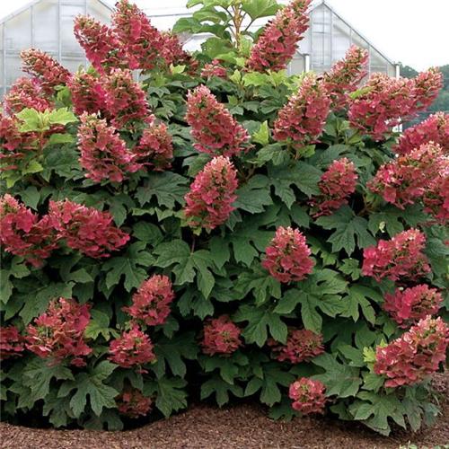 Hydrangea pan. -Wim-s Red-