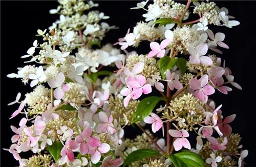 Hydrangea paniculata -Confetti-