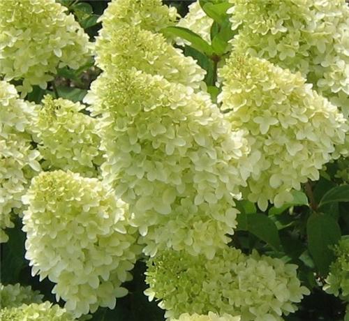 Hydrangea paniculata Candlelight