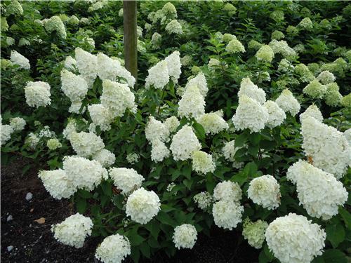 Hydrangea paniculata Polar Bear