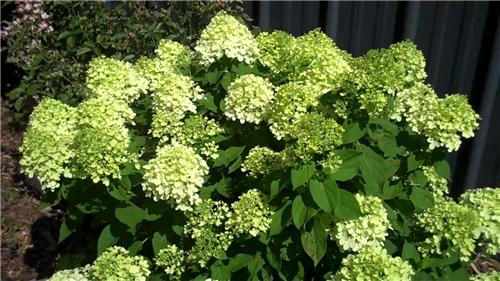Hydrangea paniculata little lime