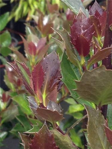 Ilex meserveae -Heckenblau-