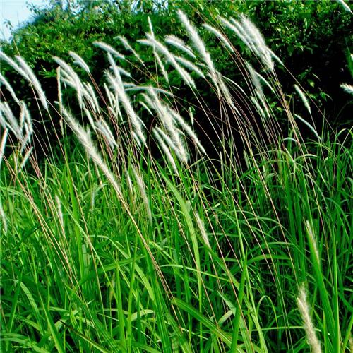 Imperata cylindrica