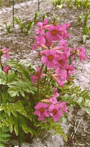 Incarvillea del.