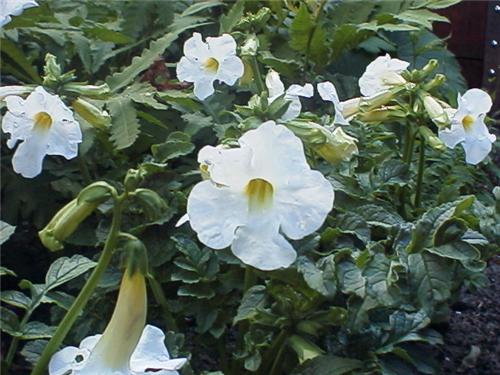 Incarvillea delava