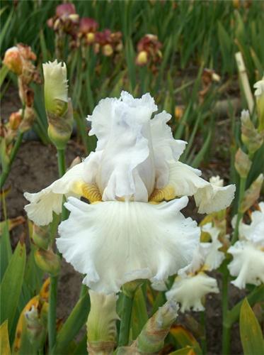 Iris (G) American 