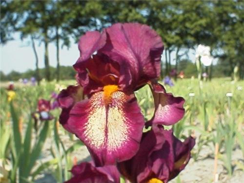 Iris (G) Attention
