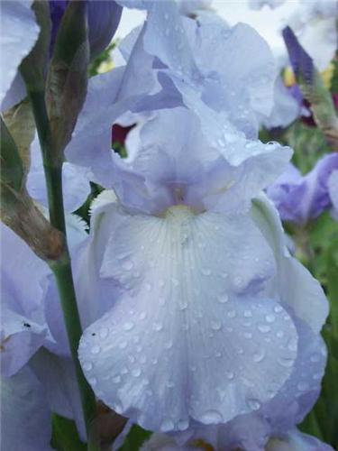 Iris (G) Babbeling