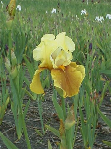 Iris (G) BayBerry 