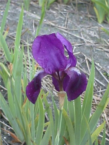 Iris (G) Black Night