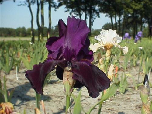 Iris (G) Black Taffetta
