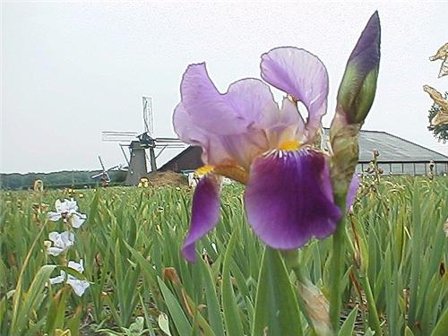 Iris (G) Blue Pear