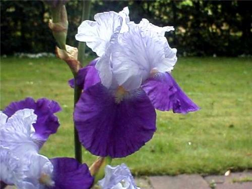 Iris (G) Brainwait