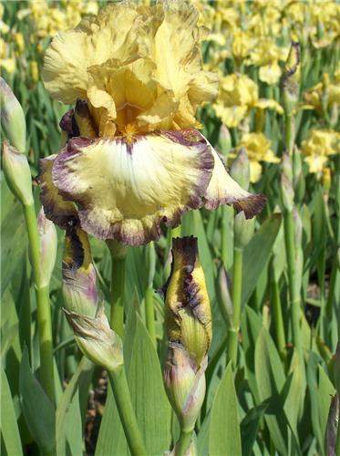 Iris (G) Bullwinkl