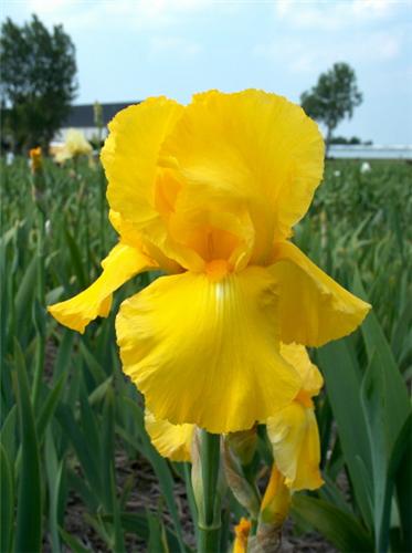 Iris (G) Caroline 