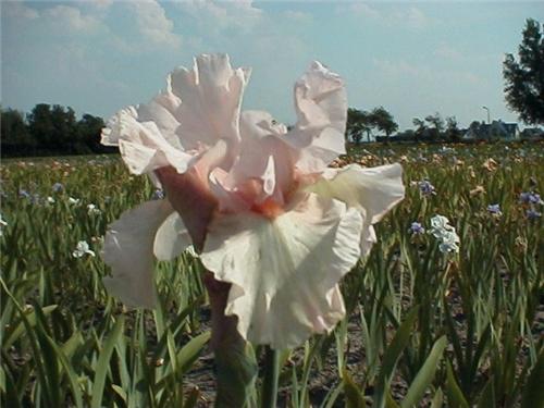 Iris (G) Cherished