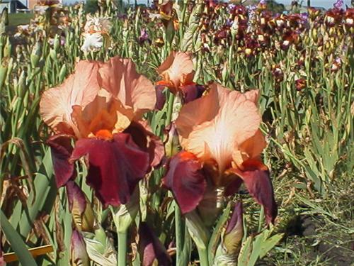 Iris (G) CimaronStrip