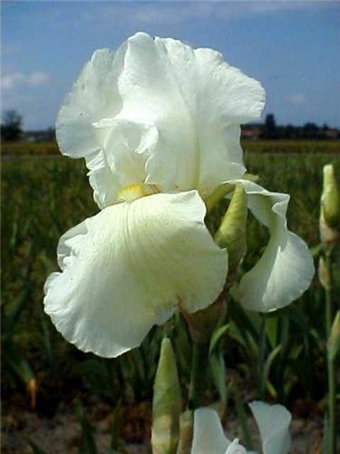 Iris (G) Cliffs of