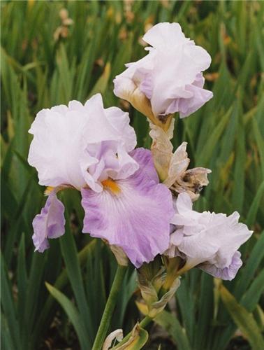 Iris (G) Cloud of 