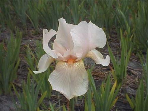 Iris (G) ConstantW