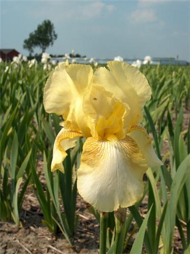 Iris (G) Dawn Of F