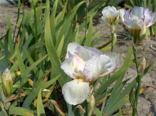 Iris (G) Doll Ribb