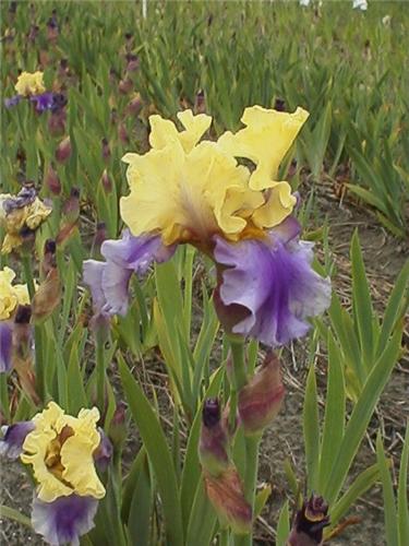 Iris (G) Edith Wol