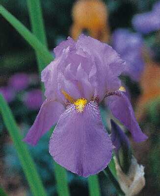 Iris (G) Empress o