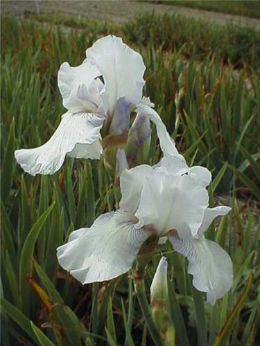 Iris (G) English C
