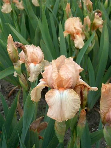 Iris (G) Flirtatio