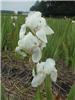 Iris (G) Florentin