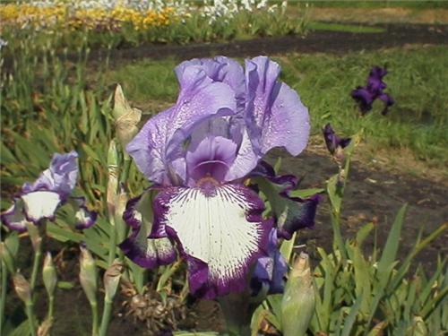 Iris (G) Gilvey.2