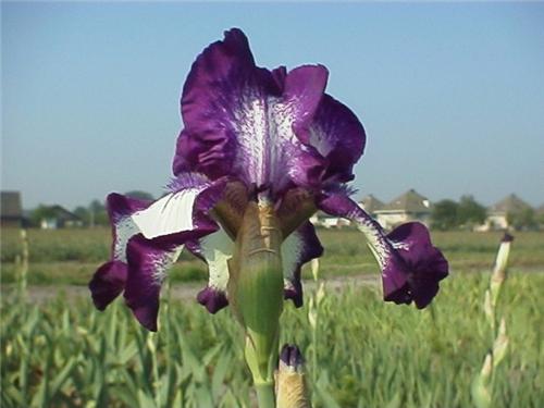 Iris (G) Going my 