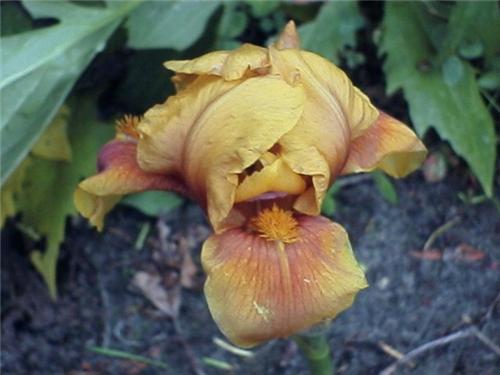 Iris (G) Golden Mu