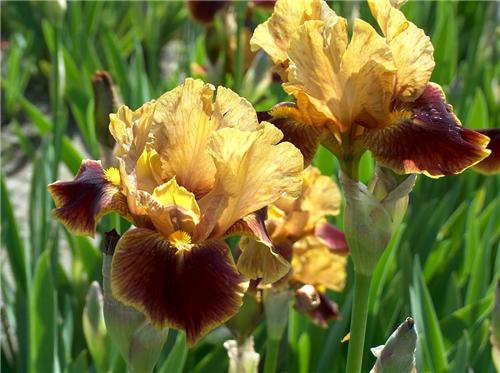 Iris (G) Hissy fit