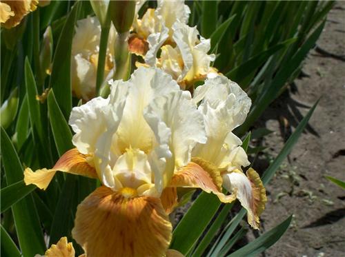 Iris (G) Honey Gla