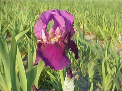 Iris (G) Imperator
