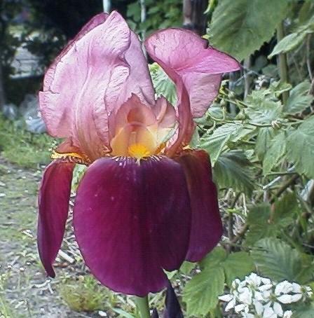 Iris (G) Indian Ch