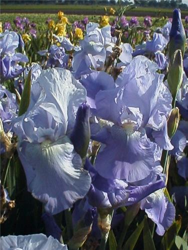 Iris (G) Jane Phil