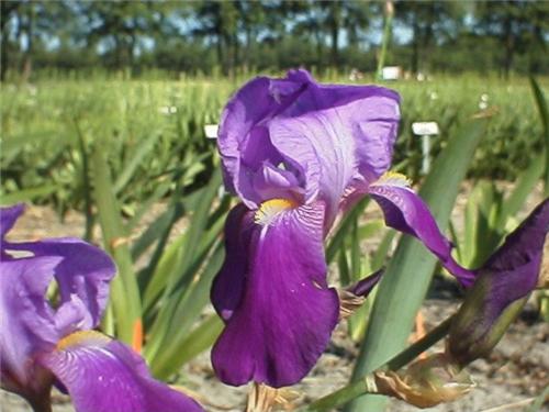 Iris (G) Joanna