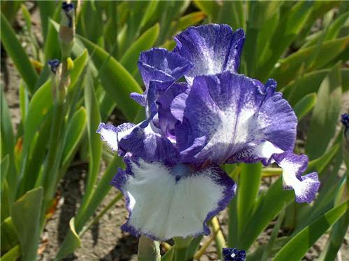 Iris (G) Kiesing C