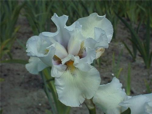 Iris (G) Lady Snow