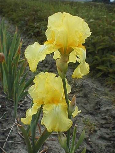 Iris (G) Lime Fizz